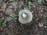 Russula crustosa image
