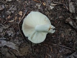 Russula crustosa image