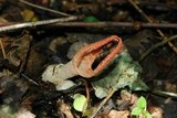 Pseudocolus fusiformis image