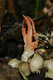 Pseudocolus fusiformis image