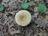 Russula variata image