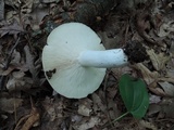 Russula variata image