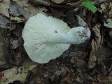 Russula variata image
