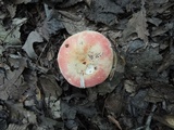 Russula flavisiccans image