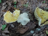 Russula cyanoxantha image