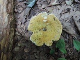 Russula cyanoxantha image