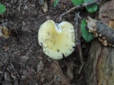 Russula cyanoxantha image