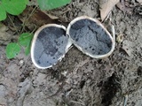 Scleroderma bovista image