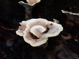 Abortiporus biennis image