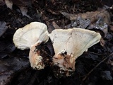 Abortiporus biennis image