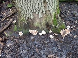 Abortiporus biennis image