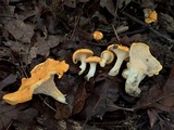 Cantharellus phasmatis image