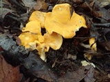 Cantharellus phasmatis image
