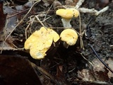 Cantharellus phasmatis image