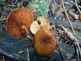 Gymnopilus liquiritiae image
