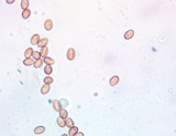 Gymnopilus liquiritiae image