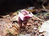 Laccaria amethystina image