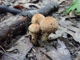 Pholiota squarrosoides image
