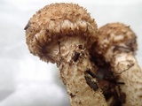 Pholiota squarrosoides image