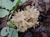Sebacina sparassoidea image