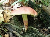 Boletus pallidoroseus image