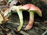Boletus pallidoroseus image