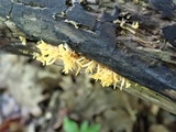 Calocera cornea image