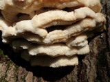 Climacodon septentrionalis image