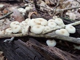 Clitocybula abundans image