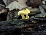 Cyptotrama chrysopepla image