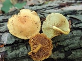 Gymnopilus sapineus image