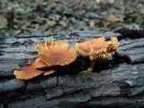 Gymnopilus sapineus image