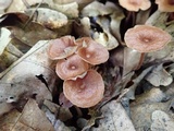 Gymnopus spongiosus image