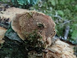 Hapalopilus rutilans image