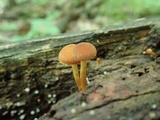 Pholiota granulosa image