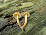 Pholiota granulosa image