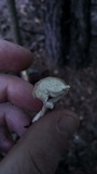 Clitocybe catinus image