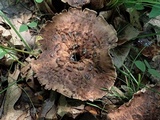 Sarcodon imbricatus image