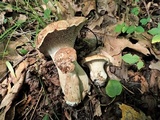 Sarcodon imbricatus image