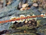 Stereum striatum image