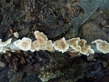 Stereum striatum image