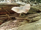 Pluteus americanus image