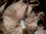 Pluteus americanus image