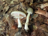 Agaricus placomyces image