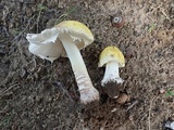 Amanita flavorubens image