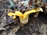 Cantharellus phasmatis image