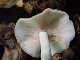 Entoloma rhodopolium image