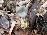 Helvella lacunosa image