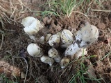 Hypomyces hyalinus image