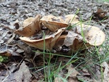 Lactarius psammicola image